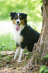 sitzender Australian Shepherd