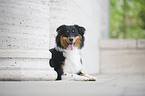 liegender Australian Shepherd