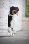 sitzender Australian Shepherd