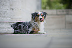 liegender Australian Shepherd