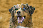 Australian Shepherd Portrait