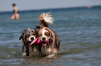 Australian Shepherds