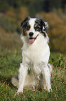 sitzender Australian Shepherd