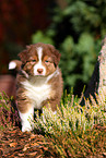 Australian Shepherd Welpe