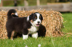 Australian Shepherd Welpe