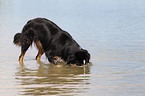 badender Australian Shepherd