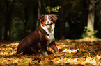 sitzender Australian Shepherd