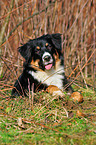 liegender Australian Shepherd