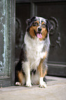 sitzender Australian Shepherd