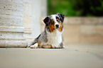 liegender Australian Shepherd