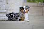 liegender Australian Shepherd