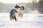 2 Australian Shepherds