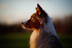 Australian Shepherd Portrait