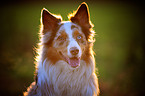 Australian Shepherd Portrait