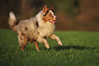 rennender Australian Shepherd