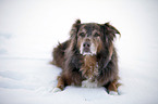 liegender Australian Shepherd