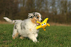 Australian Shepherd Welpe