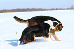 2 Hunde