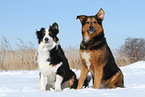 2 Hunde