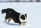 rennender Australian Shepherd