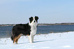 stehender Australian Shepherd