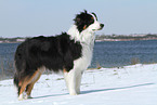 stehender Australian Shepherd