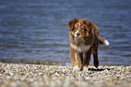 junger Australian Shepherd