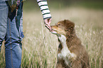 junger Australian Shepherd