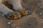 Australian Shepherd Pfoten