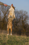 sitzender Australian Shepherd