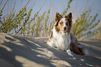 liegender Australian Shepherd