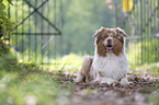 liegender Australian Shepherd