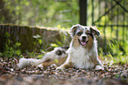 liegender Australian Shepherd