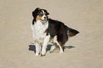 Australian Shepherd