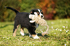 Australian Shepherd Welpe