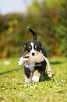 Australian Shepherd Welpe