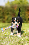 Australian Shepherd Welpe