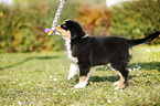 Australian Shepherd Welpe