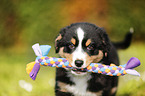 Australian Shepherd Welpe