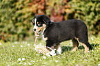 Australian Shepherd Welpe