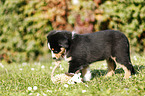 Australian Shepherd Welpe