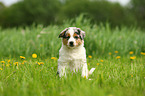 Australian Shepherd Welpe