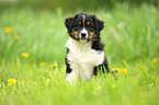 Australian Shepherd Welpe