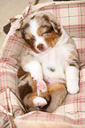 Australian Shepherd Welpe