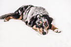 liegender Australian Shepherd