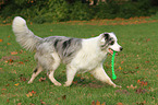 spielender Australian Shepherd