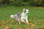 spielender Australian Shepherd