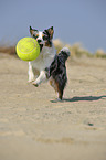 spielender Australian Shepherd