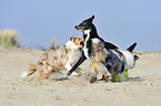 3 spielende Hunde