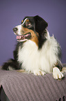 liegender Australian Shepherd